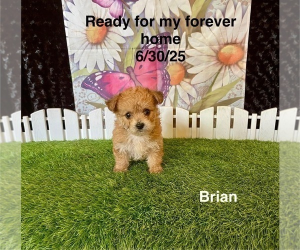 Medium Photo #2 Yo-Chon Puppy For Sale in MOUNT PLEASANT, MI, USA