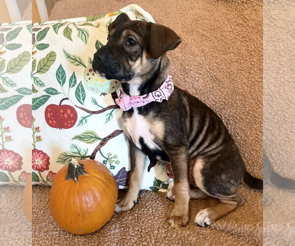 Medium Photo #3 Beagle-Unknown Mix Puppy For Sale in Rockaway, NJ, USA