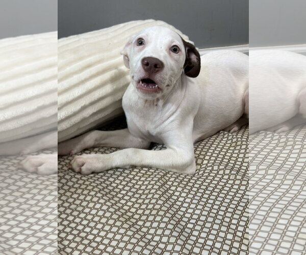 Medium Photo #3 American Pit Bull Terrier-Australian Shepherd Mix Puppy For Sale in Southbury, CT, USA