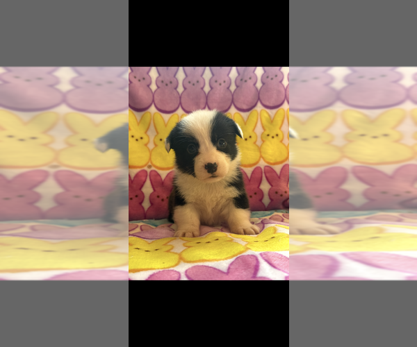Medium Photo #1 Pembroke Welsh Corgi Puppy For Sale in SHERMAN, TX, USA