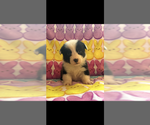 Image preview for Ad Listing. Nickname: Litter of 5