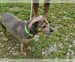 Small #1 Mutt