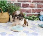 Small #3 Shih Tzu