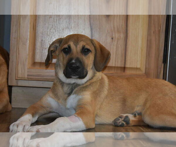 Medium Photo #1 Labrenees Puppy For Sale in Coralville, IA, USA