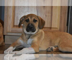 Labrenees Dogs for adoption in Coralville, IA, USA