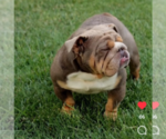 Small Photo #4 English Bulldog Puppy For Sale in MURRIETA, CA, USA