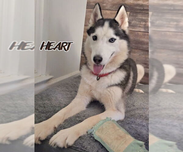 Medium Photo #3 Siberian Husky Puppy For Sale in Severn, MD, USA