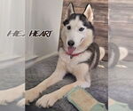Small #2 Siberian Husky
