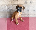 Litter of 9 - Male(s) and Female(s) BoxerLitter of Puppies for Sale - Photo #9