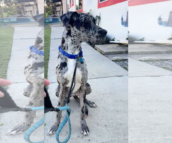 Medium Photo #7 Great Dane Puppy For Sale in Sanford, FL, USA