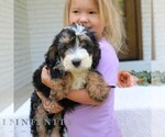 Small #1 Bernedoodle (Miniature)
