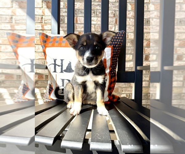 Medium Photo #20 Australian Cattle Dog-Border Collie Mix Puppy For Sale in GREENFIELD, IN, USA