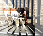 Small #3 Australian Cattle Dog-Border Collie Mix