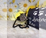 Small #6 Pomeranian