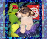 Small Photo #12 Pembroke Welsh Corgi Puppy For Sale in GALLEGOS, NM, USA