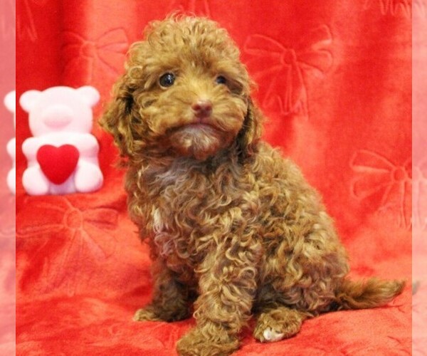 Medium Photo #14 Poodle (Toy) Puppy For Sale in COATESVILLE, PA, USA