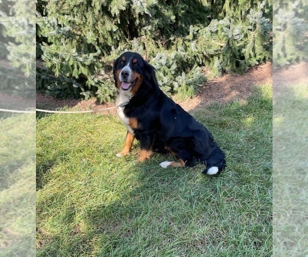 Medium Photo #1 Bernese Mountain Dog Puppy For Sale in MIDDLEBURY, IN, USA