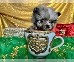 Small Photo #48 Pomeranian Puppy For Sale in HAYWARD, CA, USA