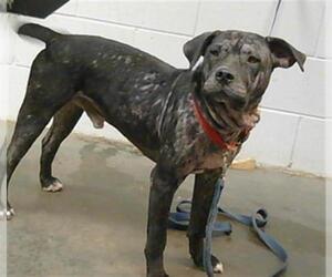 American Pit Bull Terrier Dogs for adoption in St. Cloud, FL, USA