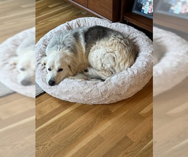 Medium Photo #3 German Shepherd Dog-Great Pyrenees Mix Puppy For Sale in Winter Park, CO, USA