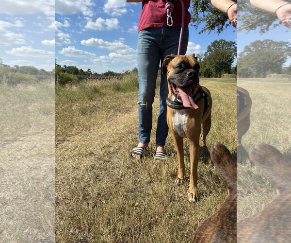 Medium Photo #11 Boxer Puppy For Sale in  Katy, TX, USA