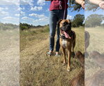 Small Photo #11 Boxer Puppy For Sale in  Katy, TX, USA
