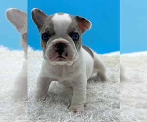 French Bulldog Puppy for Sale in FISHER ISLAND, Florida USA