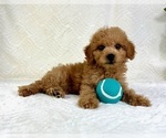 Small #1 Goldendoodle (Miniature)