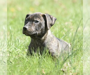 Mutt Dogs for adoption in Mechanicsburg, PA, USA