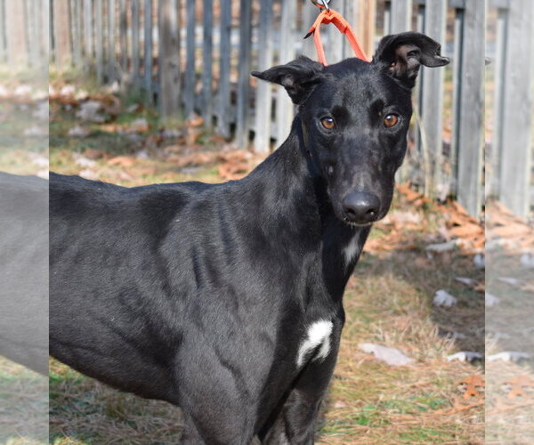 Medium Photo #6 Greyhound Puppy For Sale in Cherry Hill, NJ, USA