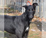 Small #5 Greyhound