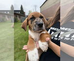 Small #3 Mutt