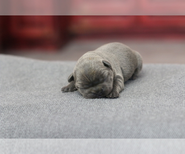 Medium Photo #4 French Bulldog Puppy For Sale in SAN DIEGO, CA, USA