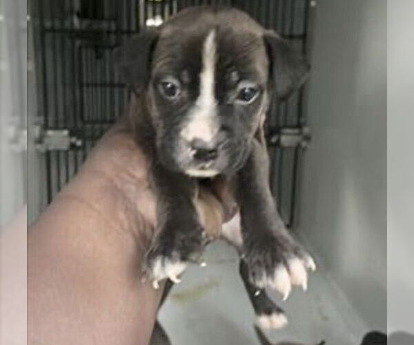 Medium Photo #2 Labrador Retriever-Unknown Mix Puppy For Sale in Houston, TX, USA