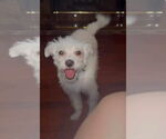 Small #2 Poodle (Miniature) Mix