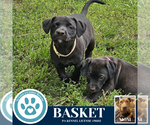 Small #2 American Pit Bull Terrier-Labrador Retriever Mix