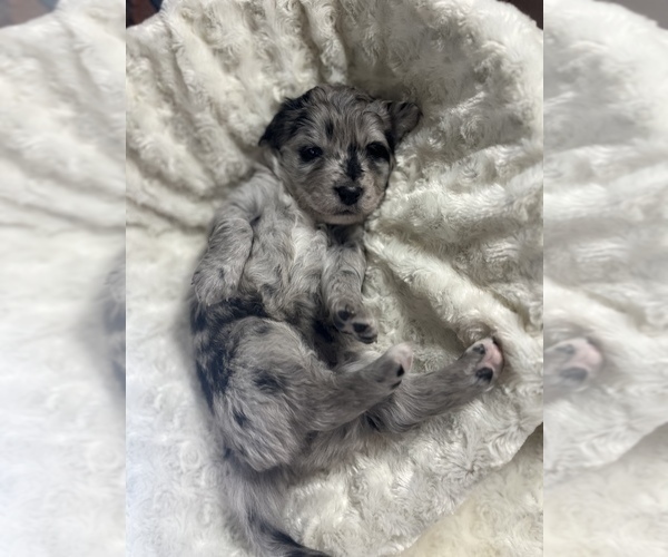 Medium Photo #7 Miniature Australian Shepherd-Miniature Bernedoodle Mix Puppy For Sale in BLUE SPRINGS, MO, USA