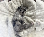 Small Photo #7 Miniature Australian Shepherd-Miniature Bernedoodle Mix Puppy For Sale in BLUE SPRINGS, MO, USA