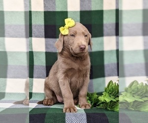 Labrador Retriever Puppy for sale in KINZERS, PA, USA