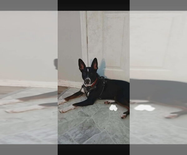 Medium Photo #1 Australian Kelpie-Unknown Mix Puppy For Sale in Aurora, IN, USA