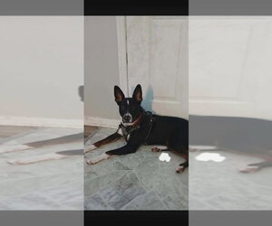 Australian Kelpie-Unknown Mix Dogs for adoption in Aurora, IN, USA