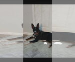 Small Australian Kelpie Mix