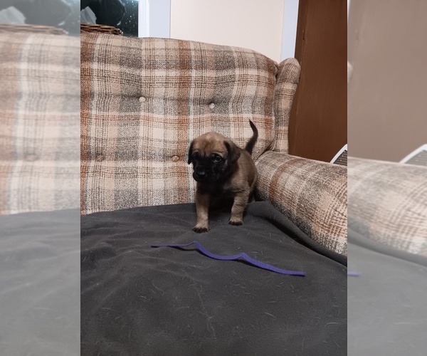Medium Photo #3 Mastiff Puppy For Sale in NEW CASTLE, PA, USA