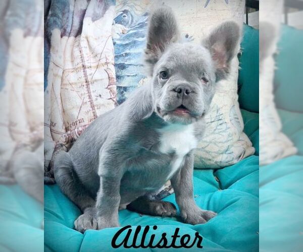 Medium Photo #1 French Bulldog Puppy For Sale in Tustin, CA, USA