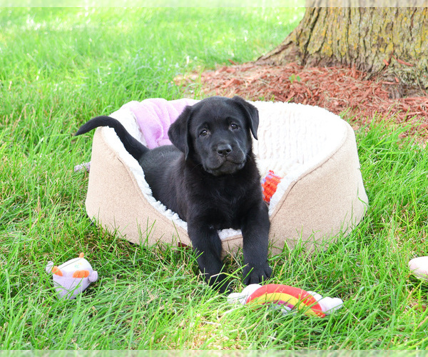 Medium Photo #3 Labrador Retriever Puppy For Sale in SYRACUSE, IN, USA