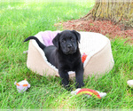Small #2 Labrador Retriever