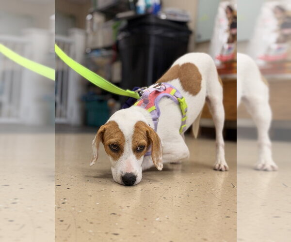 Medium Photo #2 Beagle-Unknown Mix Puppy For Sale in Mundelein, IL, USA
