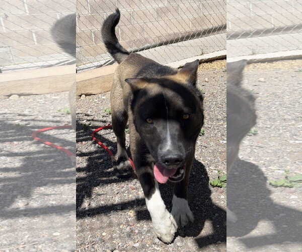 Medium Photo #1 Akita-Unknown Mix Puppy For Sale in Las Vegas, NM, USA