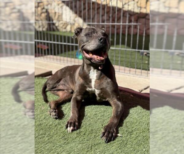 Medium Photo #1 American Pit Bull Terrier Puppy For Sale in Sacramento, CA, USA