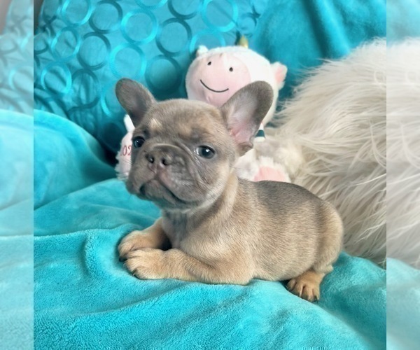Medium Photo #25 French Bulldog Puppy For Sale in NEW YORK, NY, USA
